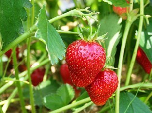 いちごとにんにくの混植でイチゴの害虫は減り 甘くおいしくなる いちご栽培 にんにくツルツル植え きままに家庭菜園