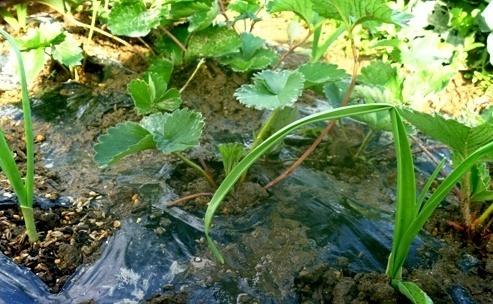 いちごとにんにくの混植でイチゴの害虫は減り 甘くおいしくなる いちご栽培 にんにくツルツル植え きままに家庭菜園